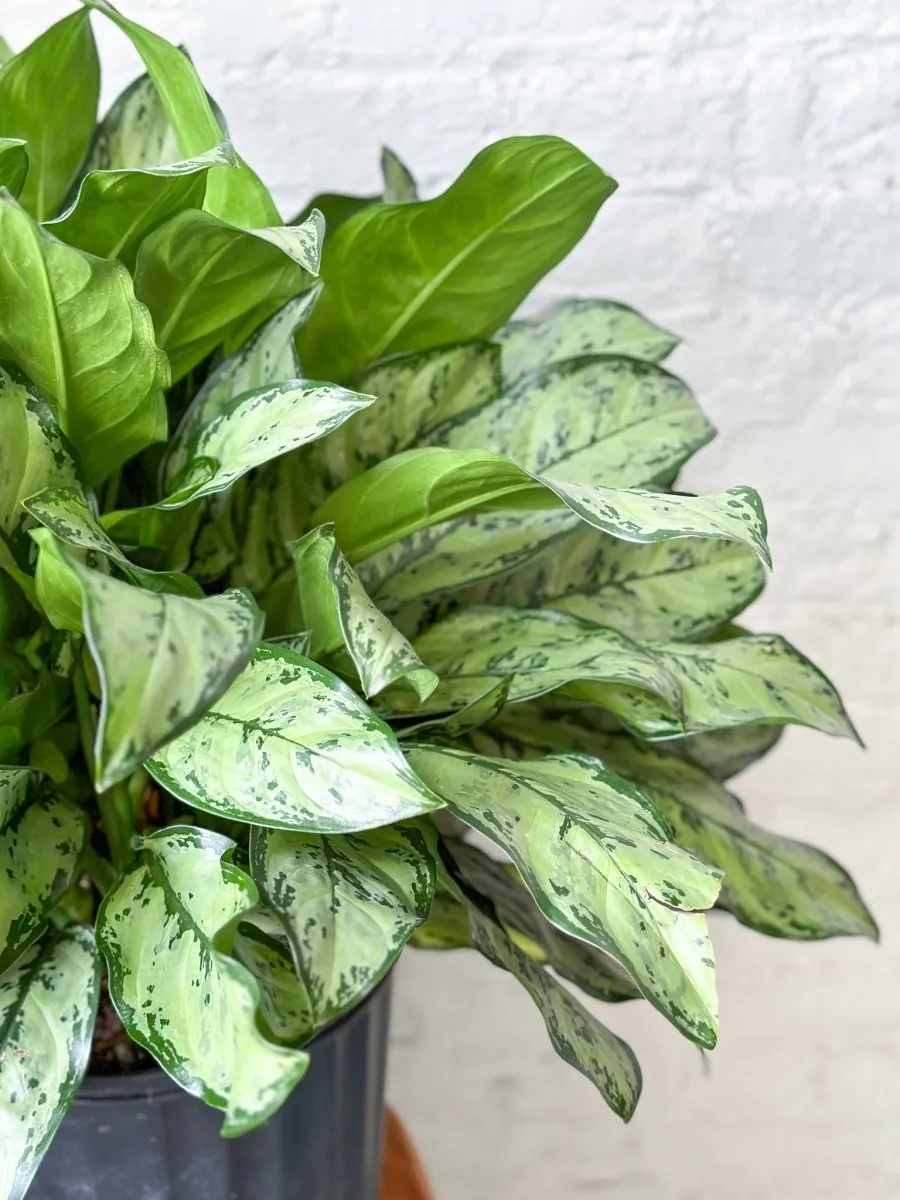 Aglaonema 'Primo' - Primo Chinese Evergreen Floor Plant