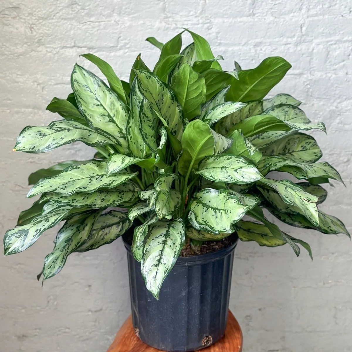 Aglaonema 'Primo' - Primo Chinese Evergreen Floor Plant