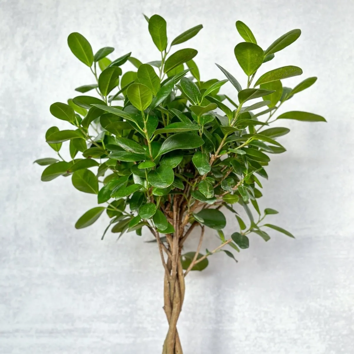 Ficus benjamina - Braided Ficus Floor Plant