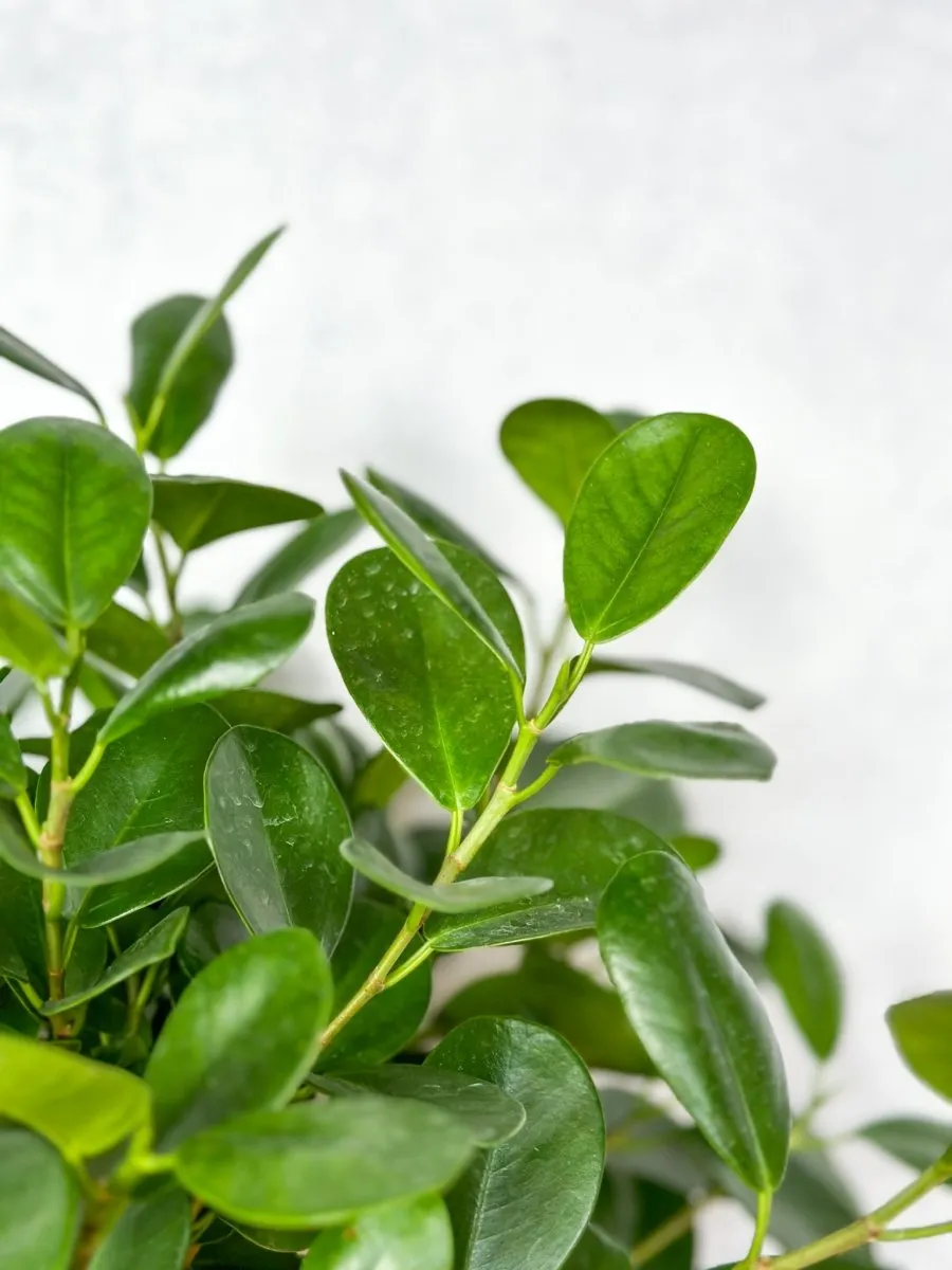 Ficus benjamina - Braided Ficus Floor Plant