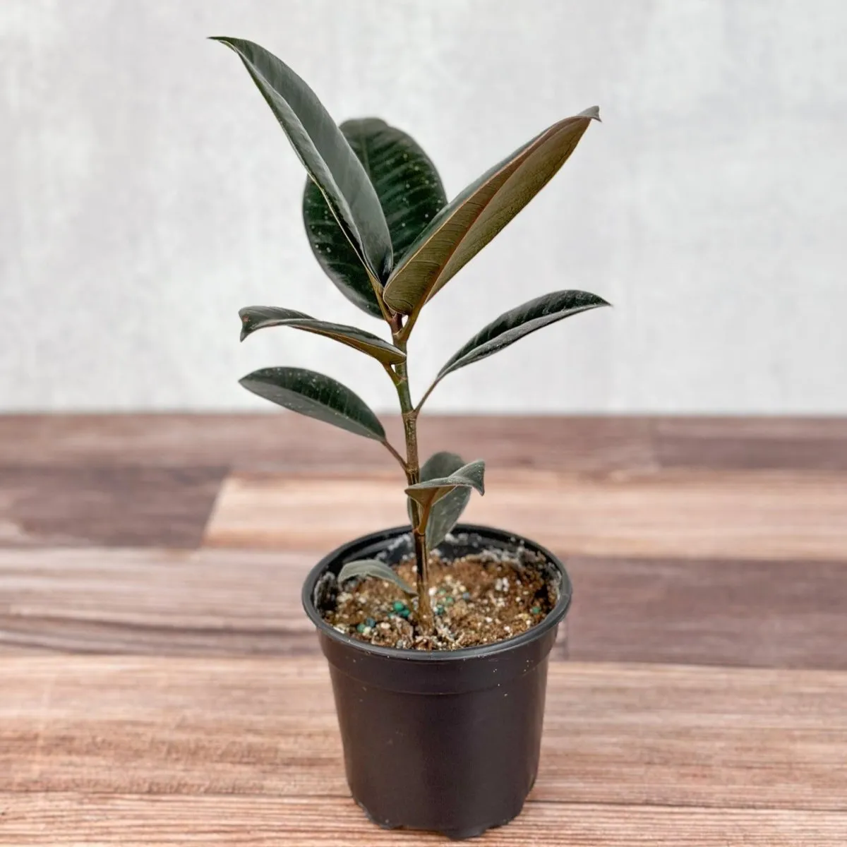 Ficus 'Burgundy' Rubber Plant - 8 Inch Floor Plant