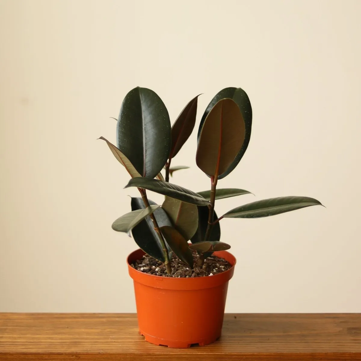 Ficus 'Burgundy' Rubber Plant - 8 Inch Floor Plant