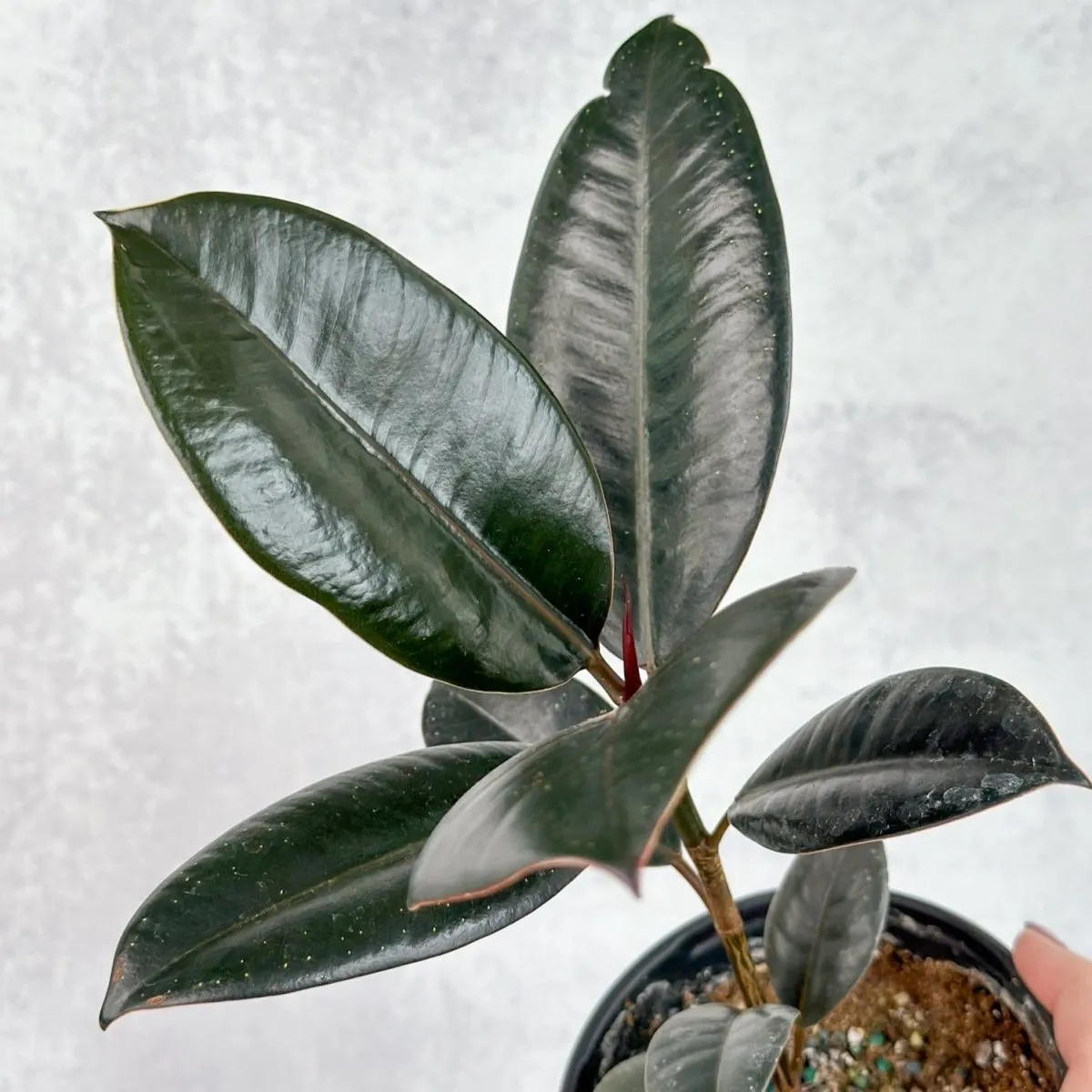 Ficus 'Burgundy' Rubber Plant - 8 Inch Floor Plant