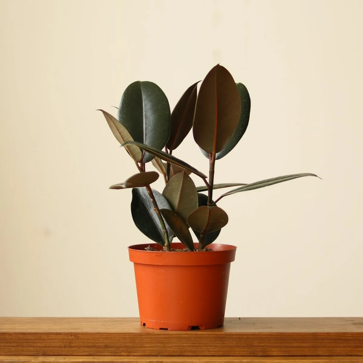 Ficus 'Burgundy' Rubber Plant - 8 Inch Floor Plant