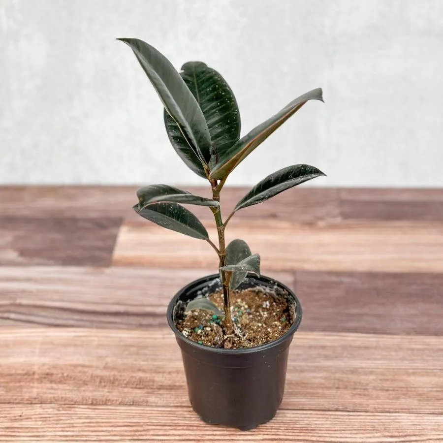 Ficus 'Burgundy' Rubber Plant - 8 Inch Floor Plant