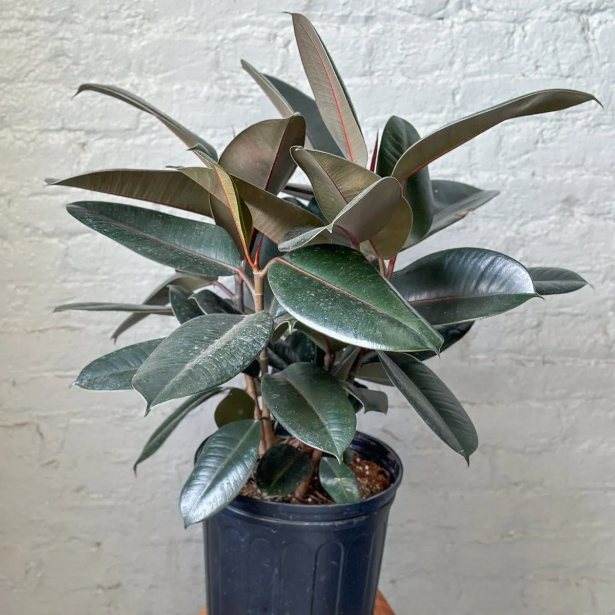 Ficus 'Burgundy' Rubber Plant - 8 Inch Floor Plant