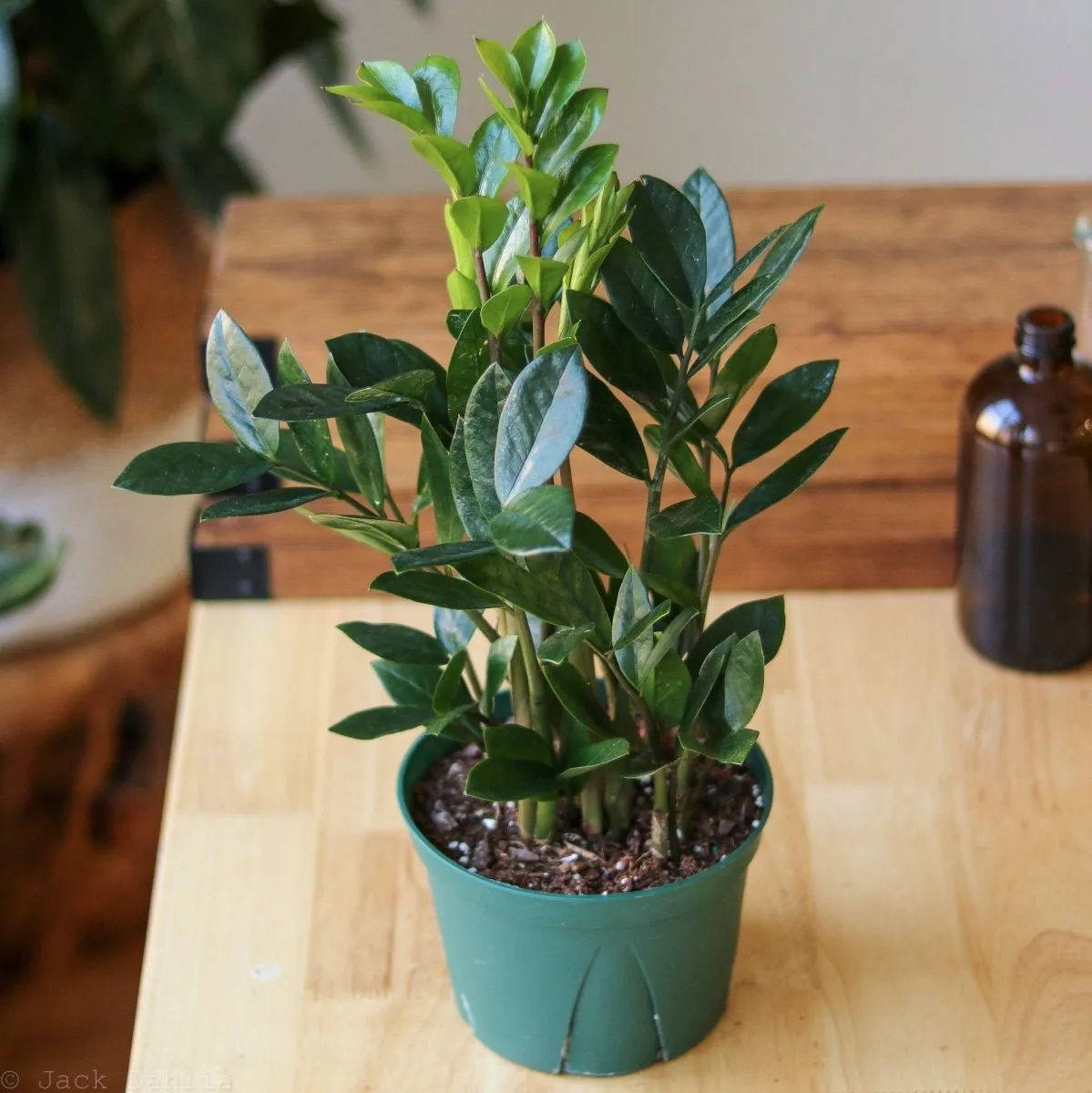 Zamioculcas zamiifolia - Large ZZ Floor Plant