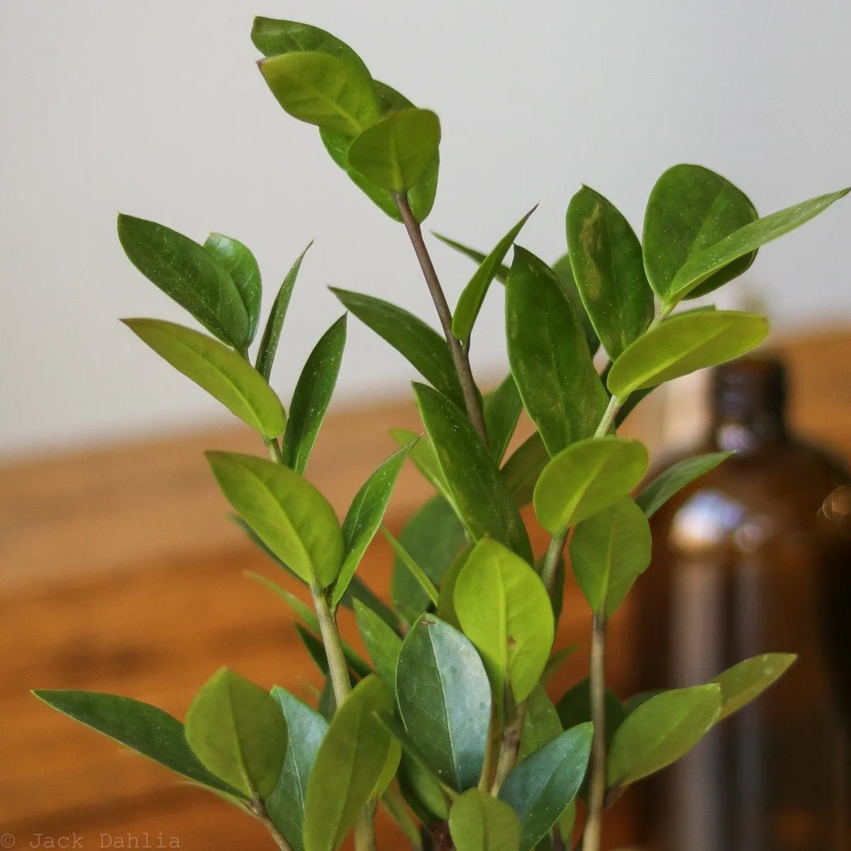 Zamioculcas zamiifolia - Large ZZ Floor Plant