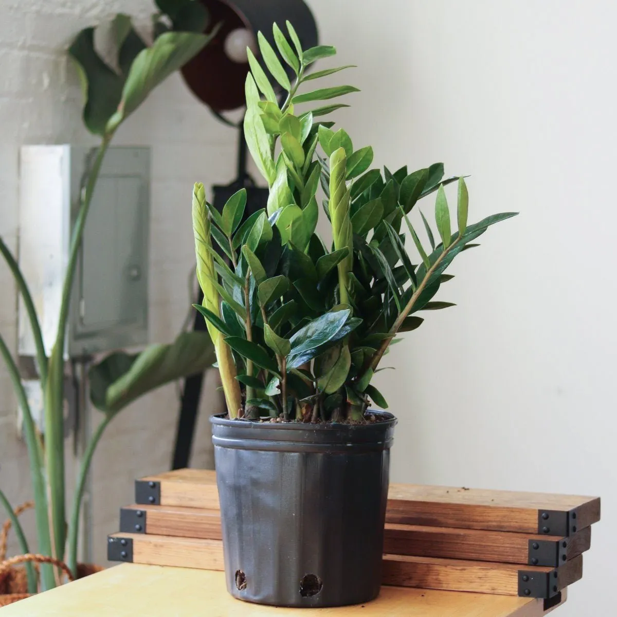 Zamioculcas zamiifolia - Large ZZ Floor Plant